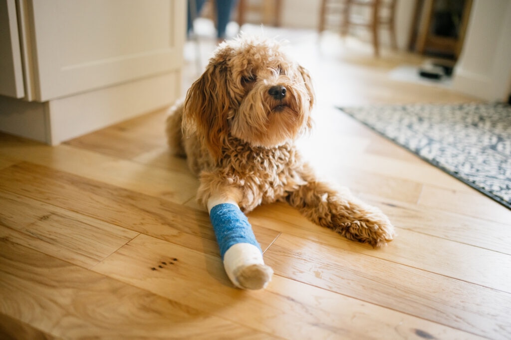 Broken Bones in Dogs