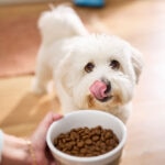 12 Best Dog Foods in 2025, Vet Recommended