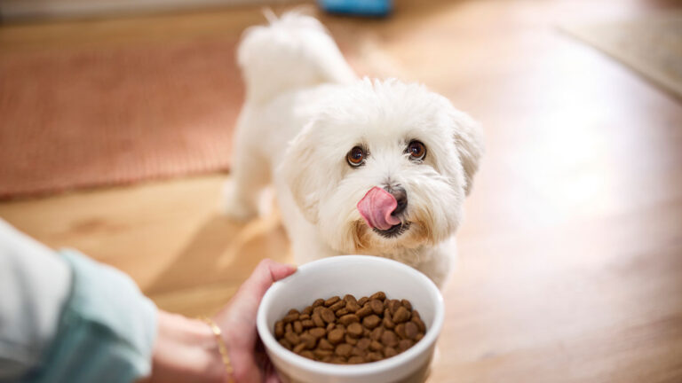 A dog waiting to eat a bowl of dry dog food. The best foods are vet-recommended.