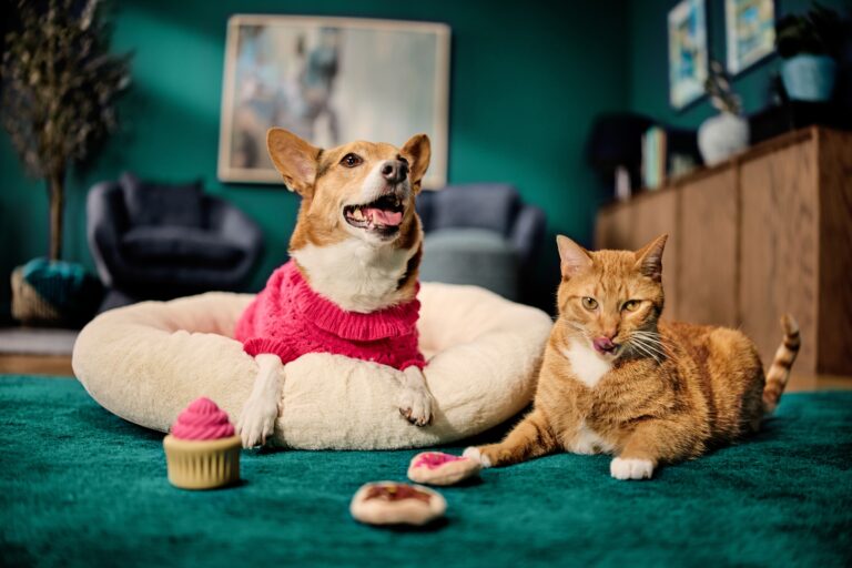 A corgi in a hot pink sweater lies on an ivory donut bed, and a ginger cat lies next to him on a dark green carpet.