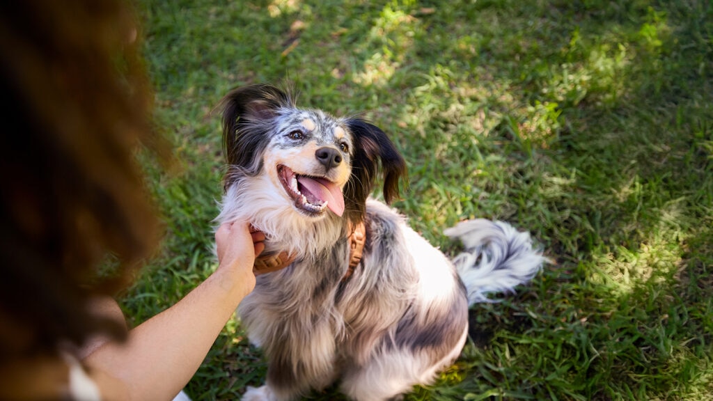 interceptor for dogs: pet parent petting dog outside