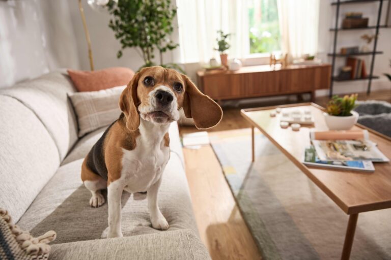A Beagle sits on the sofa and stares at the camera.