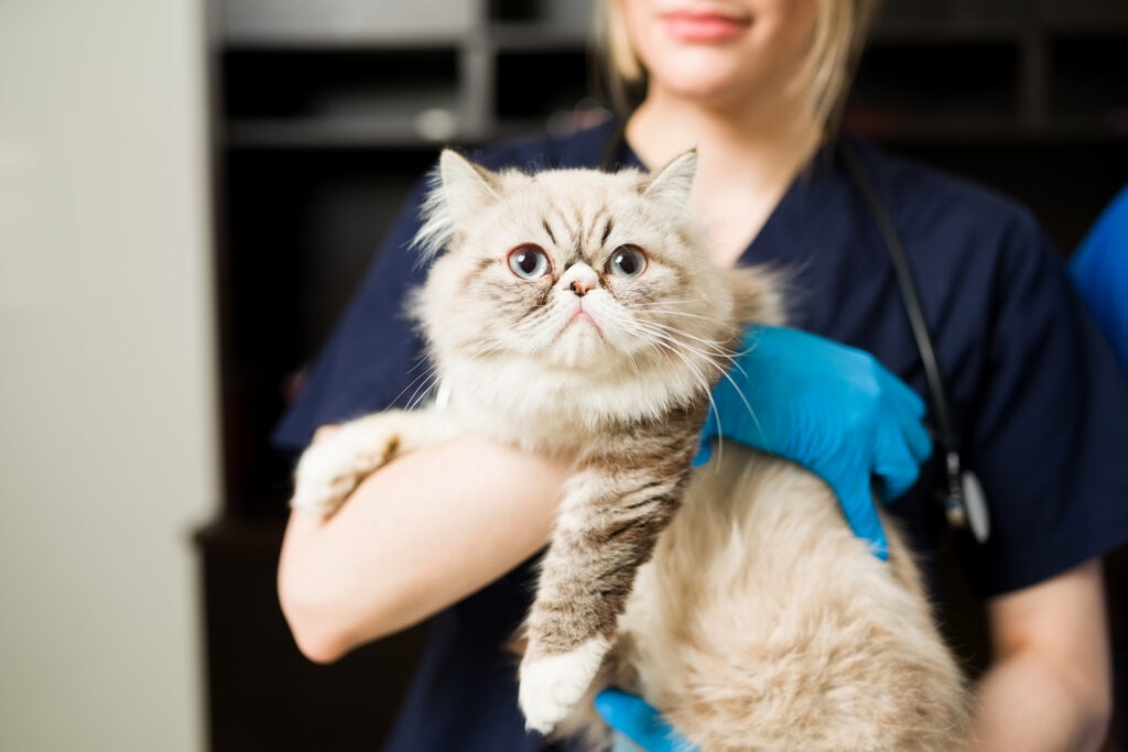 vestibular disease in cats; a cat is held by a veterinarian.