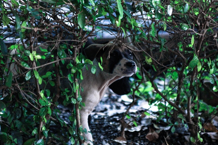 dog trancing
