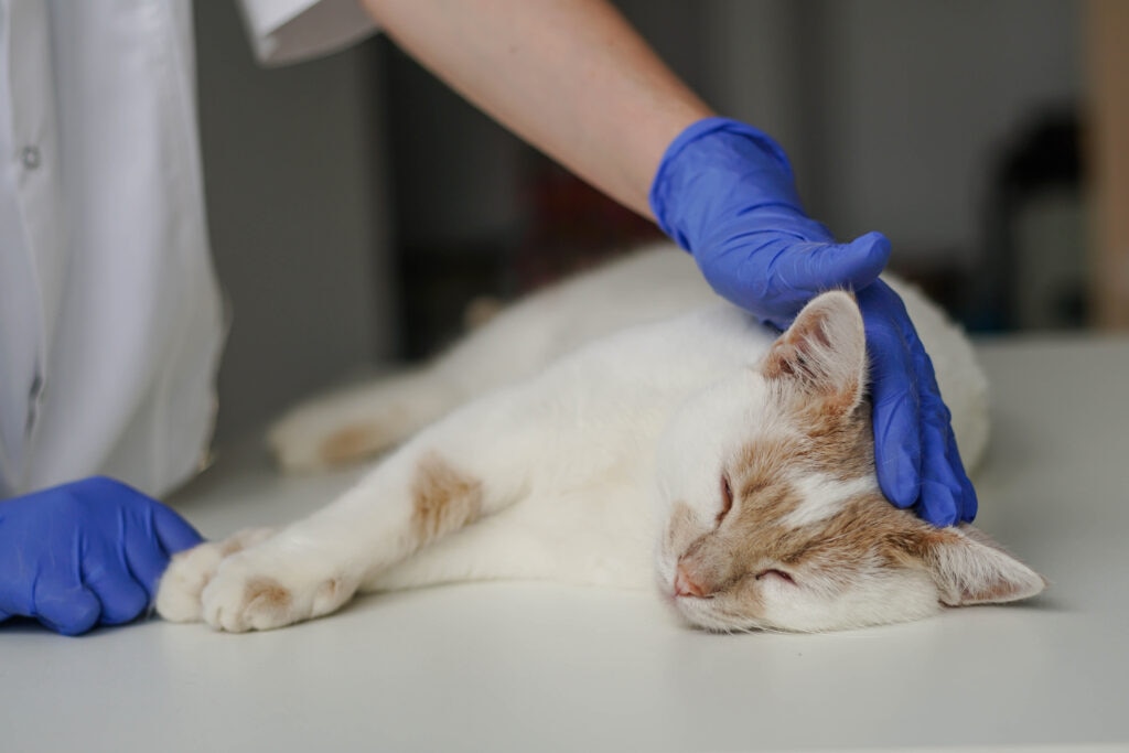 syncope in cats; a veterinarian pats a cat.