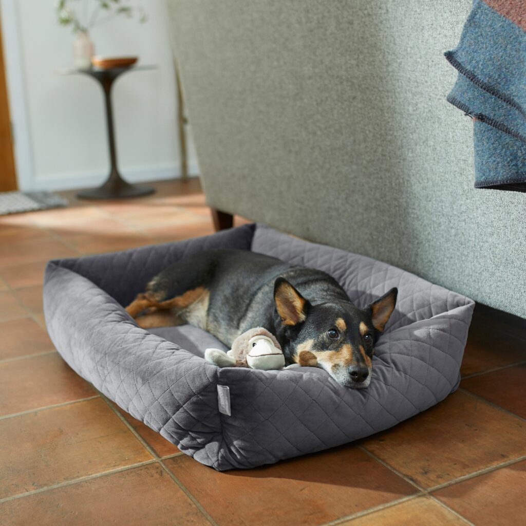 medium-size tricolor dog with pointy ears lies on a gray dog bed with a stuffed monkey.