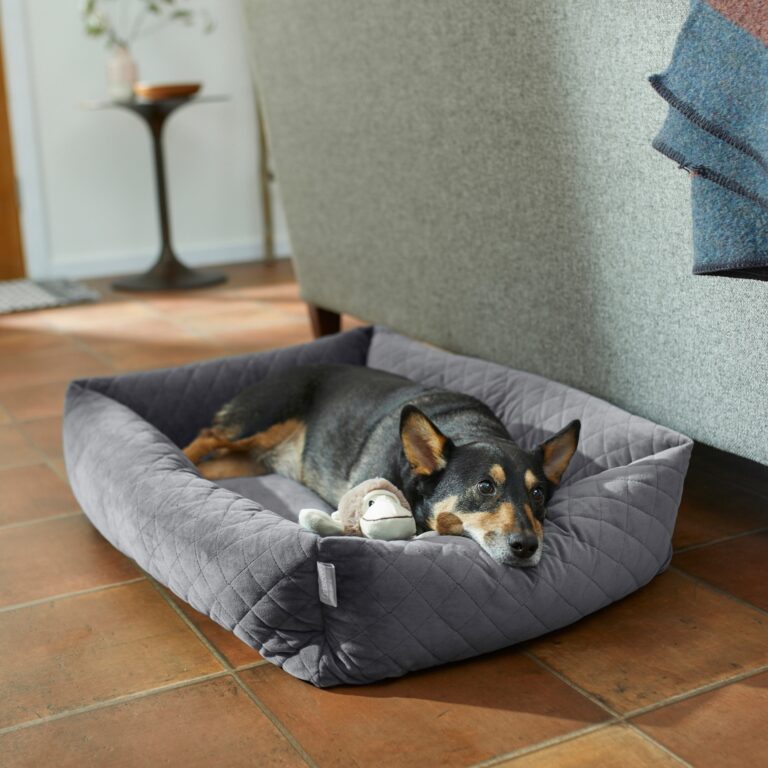 medium-size tricolor dog with pointy ears lies on a gray dog bed with a stuffed monkey.