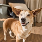 Dog Ear Hematomas: Signs, Causes, and Treatment