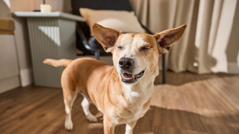 dog ear hematomas
