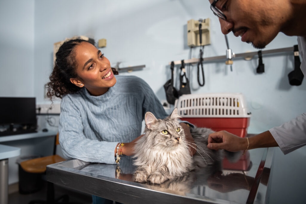 edema in cats; a cat sits at the vet with his pet parent.
