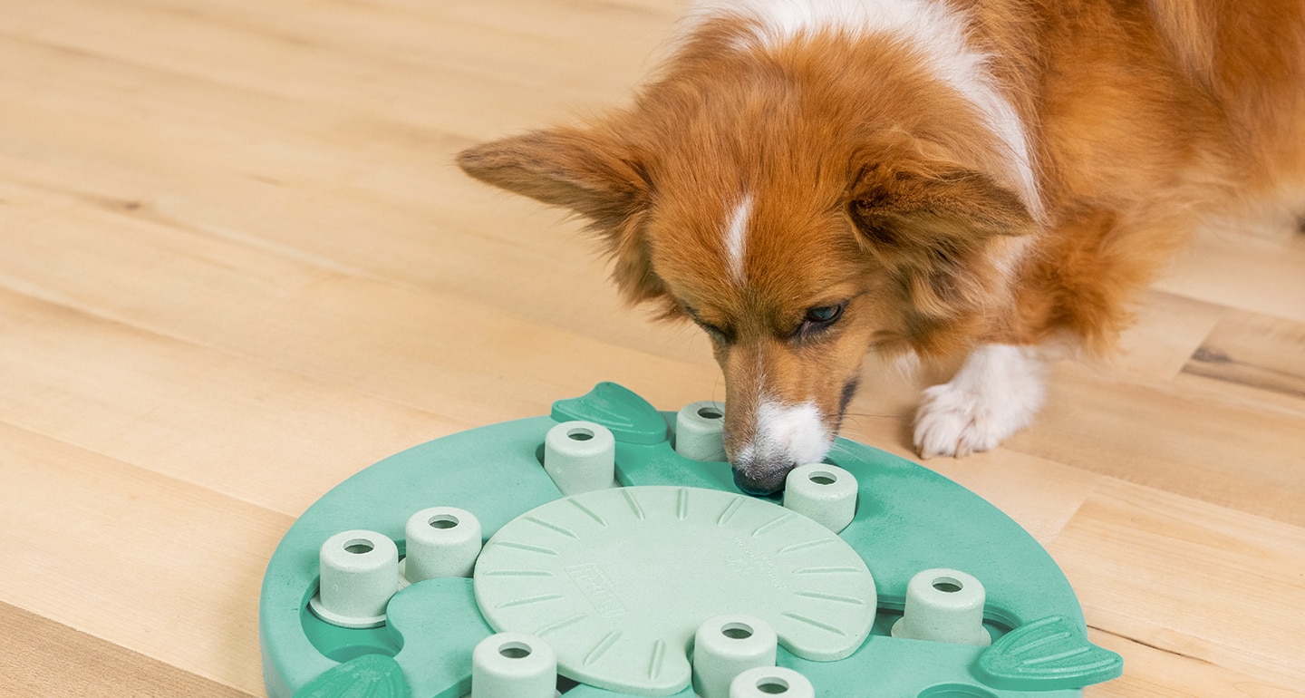 dog brain health