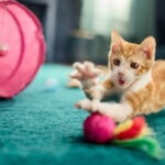 New Kitten Checklist: 11 Must-Have Kitten Essentials
