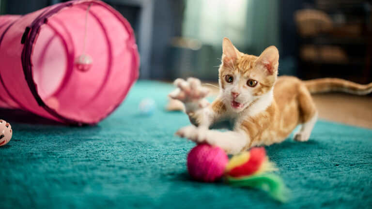 A kitten playing with items from our new kitten checklist