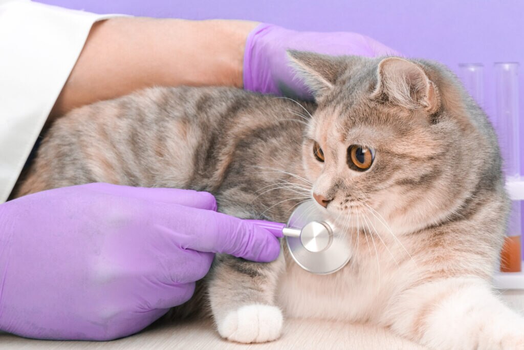 hepatic lipidosis in cats; a cat is examined by a veterinarian.