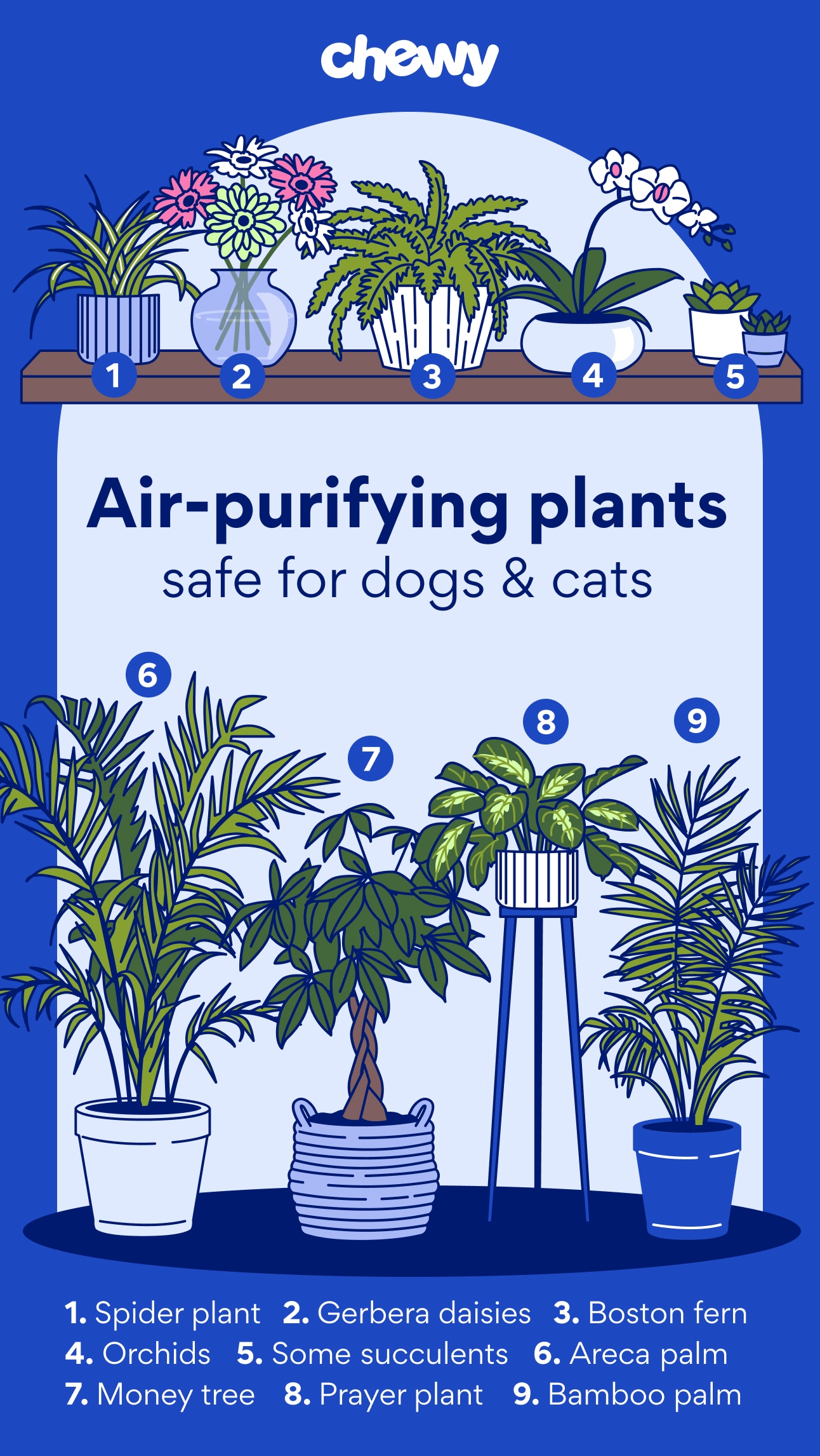 9 Air-Purifying Plants Safe for Cats and Dogs | Chewy