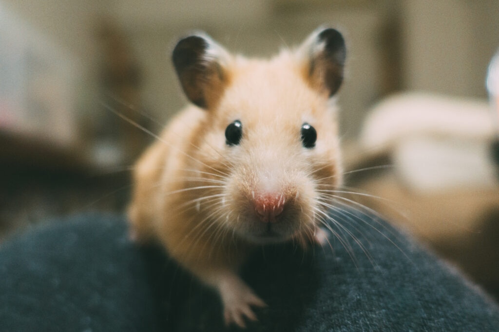 Syrian hamster care sheet; a Syrian hamster looks into the camera.