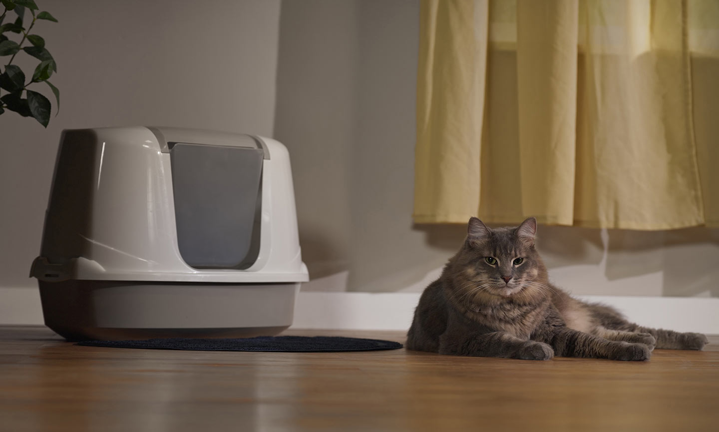 a cat laying outside their litter box