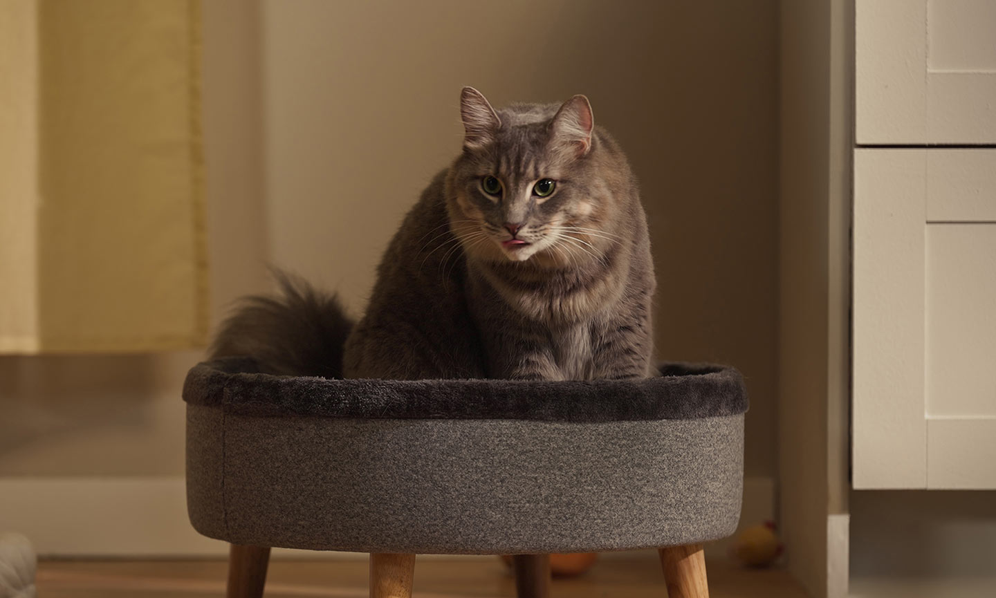 a cat displaying aggressive behavior