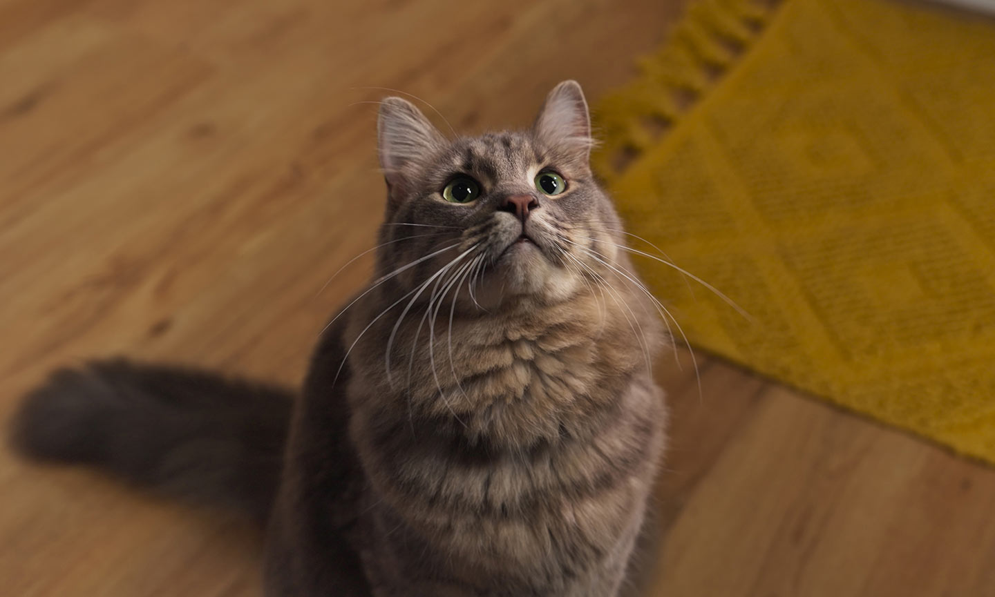 a cat getting ready to vocalize
