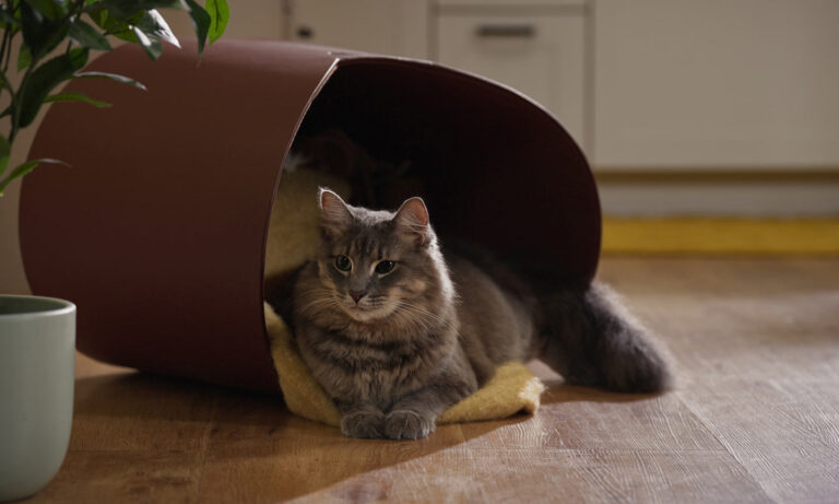 An anxious cat laying in a cat bed