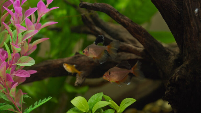 Three fish swimming in a fish tank that may be at risk of fish ich.