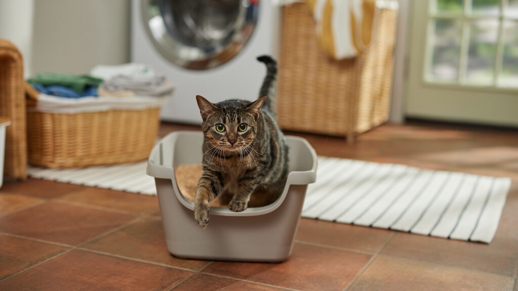 cat not peeing: cat stepping out of litter box