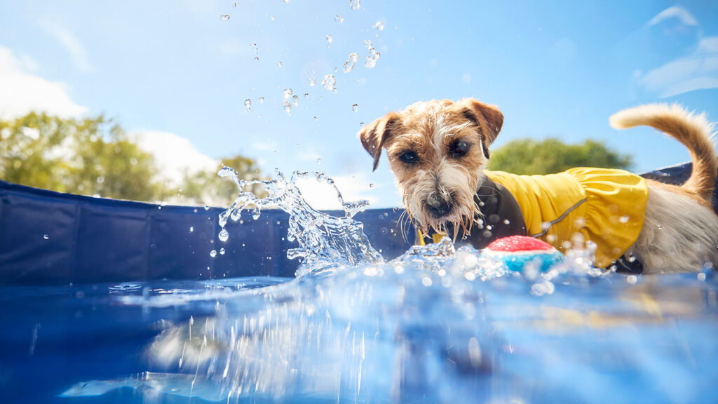 best cooling products to keep dogs cool in the summer
