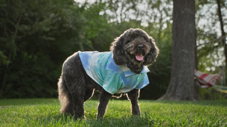 A gray Doodle in the park, wearing a blue and green shirt, pants with his tongue out.