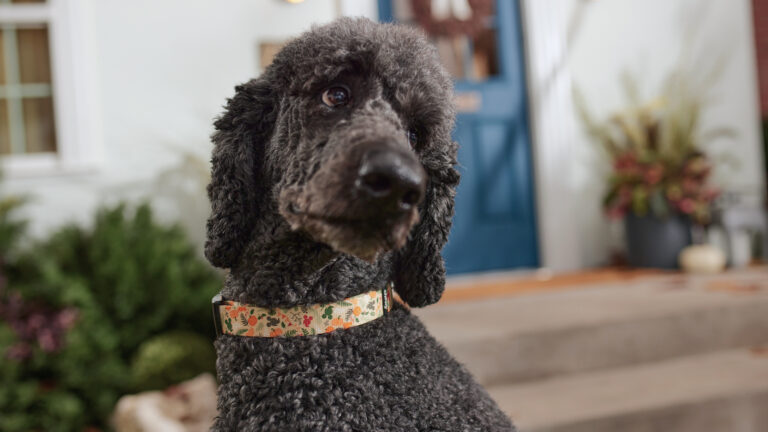A black dog worthy of a unique black dog name