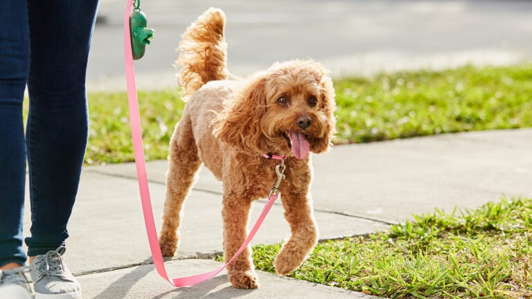 why do dogs pant: dog panting