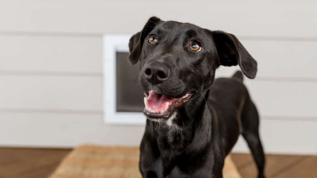 A black dog smiling at the sound of their black dog name