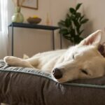 Calming Music for Dogs and Cats: Top Playlists