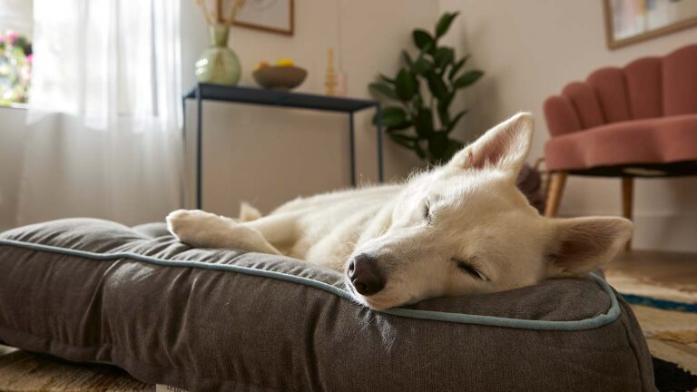 Dog sleeping
