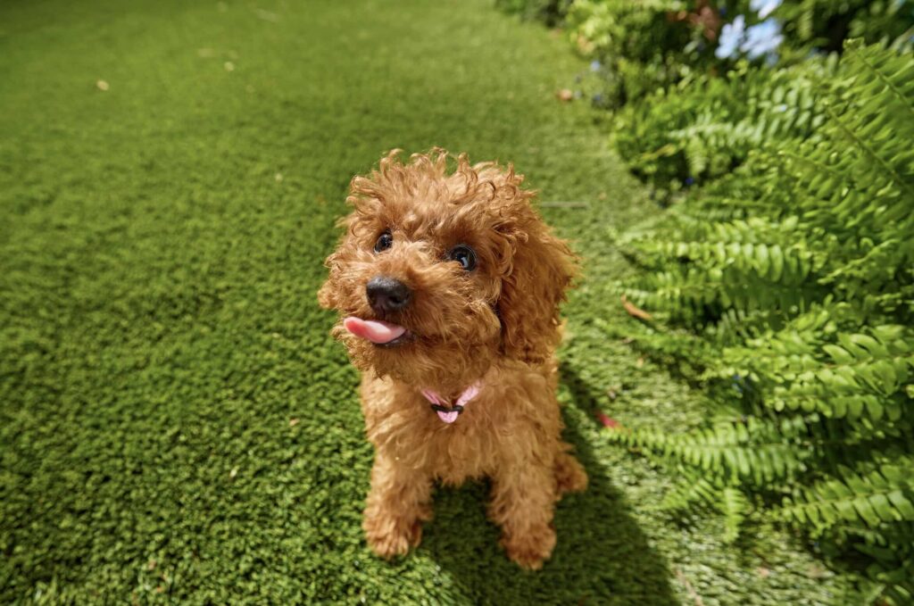 a small brown doodle with his tongue sticking out sits in the grass in his backyard.