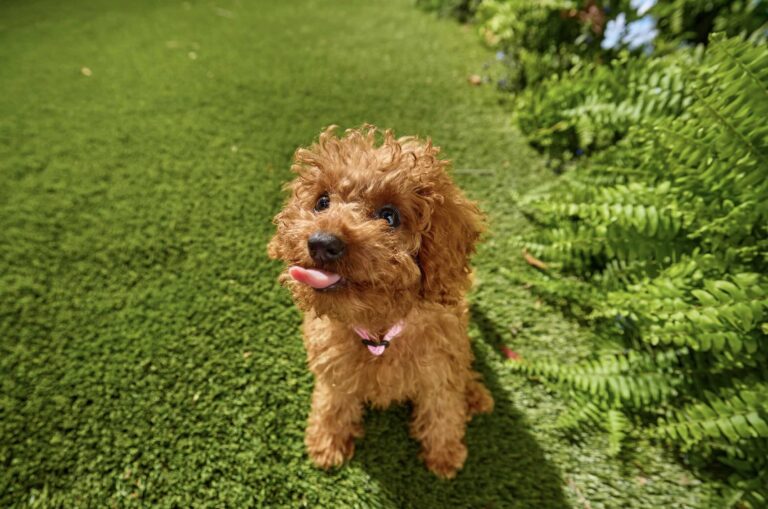 a small brown doodle with his tongue sticking out sits in the grass in his backyard.