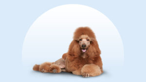 Standard Poodle