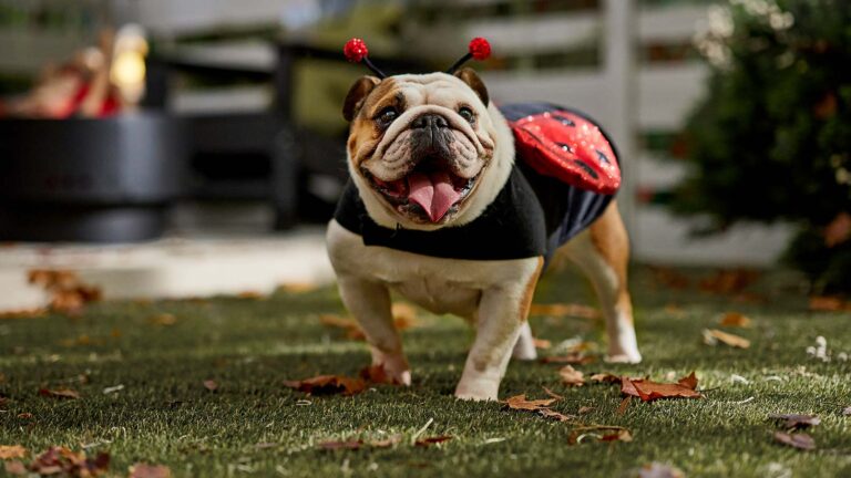 A dog in a ladybug costume representing Halloween dog names