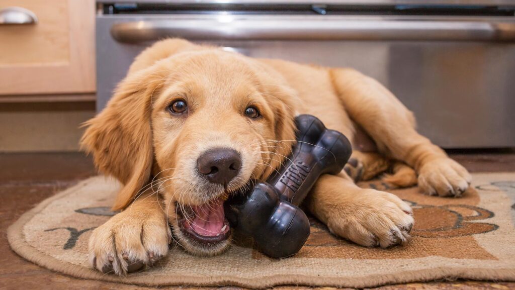 A dog holding a credit card in their mouth.