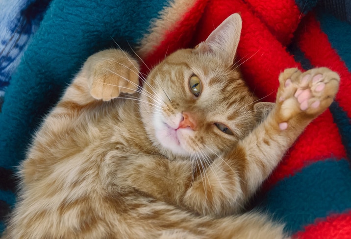 A cute orange polydactyl cat looks at camera while lying on his back on a multicolor blanket.