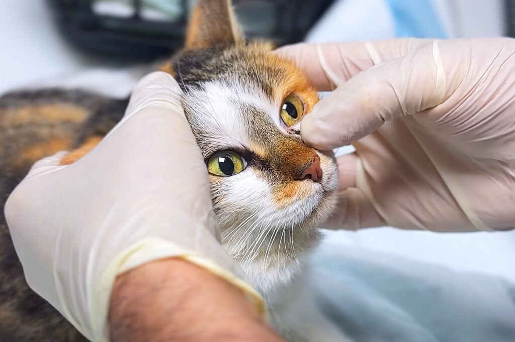 bulging eyes in cats; a cat is examined by their veterinarian.