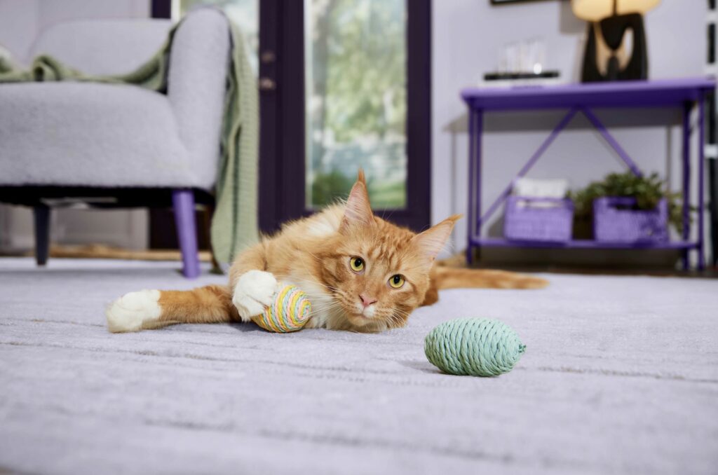 A ginger cat lies on the living room floor staring at the camera while playing with two toys.