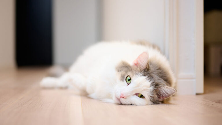 upset stomach in cats: tired cat lying on floor