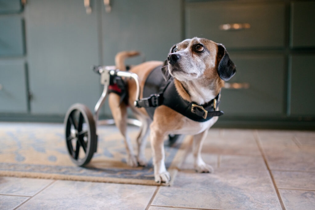 paralysis in dogs; a dog with a wheelchair stands in a kitchen.