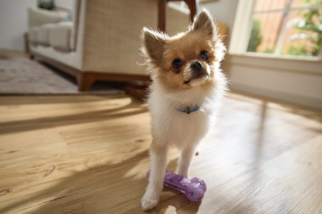 A small Pomeranian with a purple bone toy cocks her head and looks at the camera.