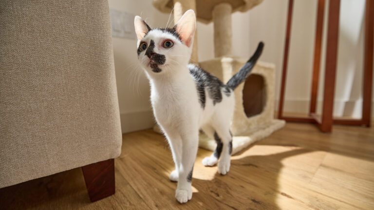 cat walking in circles: black and white cat standing near cat tree