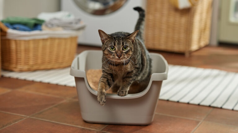 cat diarrhea: cat stepping out of litter box