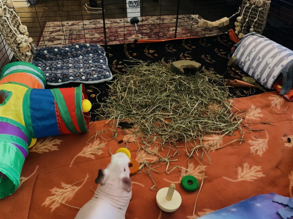 hairless guinea pig; a skinny pig stands on a soft fleece liner blanket.