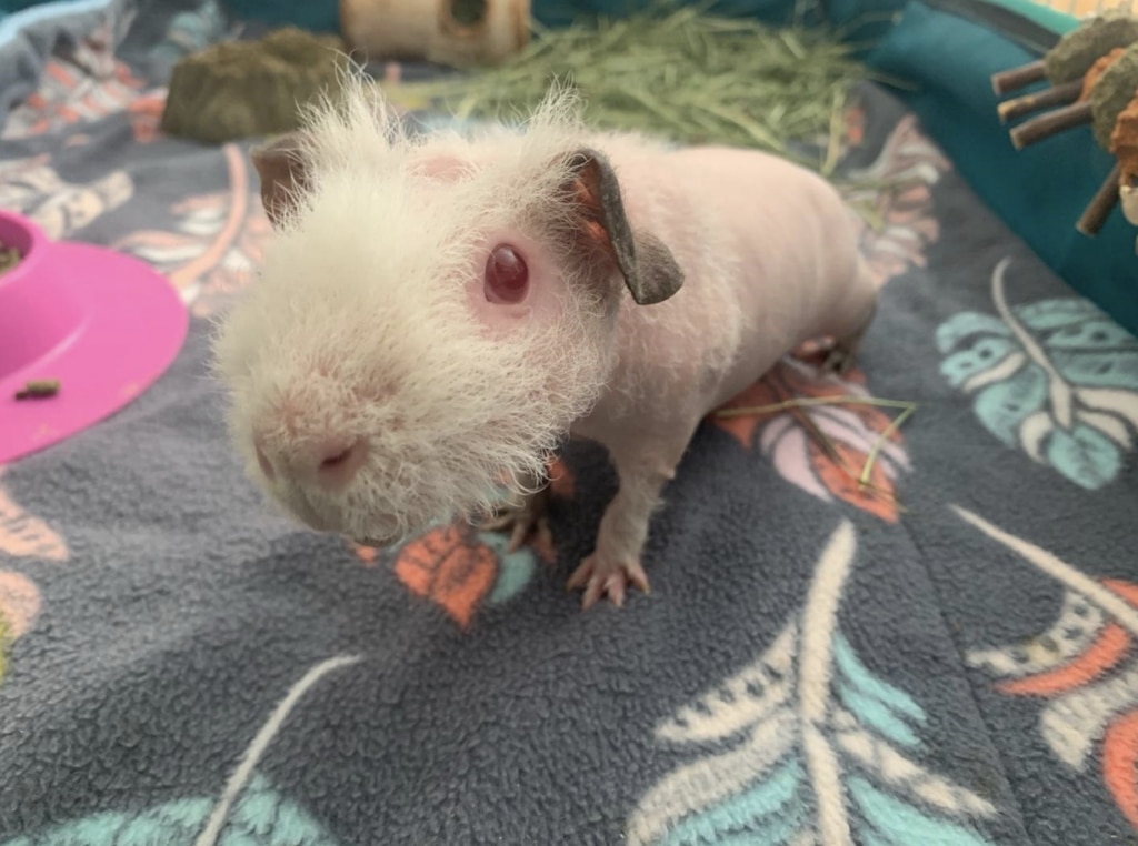 hairless guinea pig; a skinny pig stands on a soft fleece liner blanket.