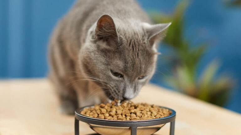 best cat food