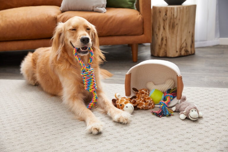 why do dogs destroy toys: a golden retriever lies on the living room carpet with a multicolored rope toy in his mouth, next to a pile of other toys on the floor